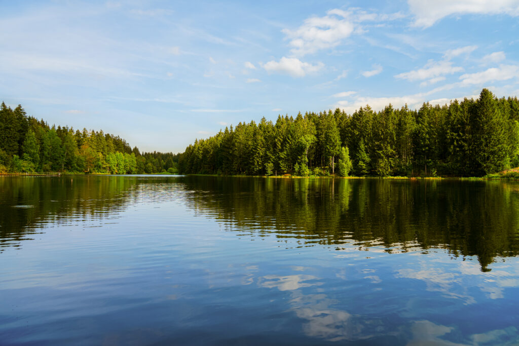 See umgeben von Wald bei sonnigem Wetter