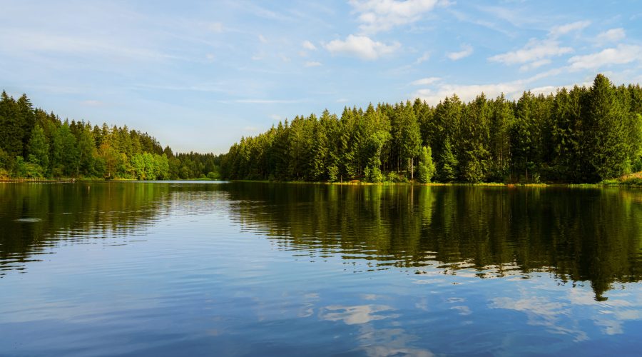 See umgeben von Wald bei sonnigem Wetter